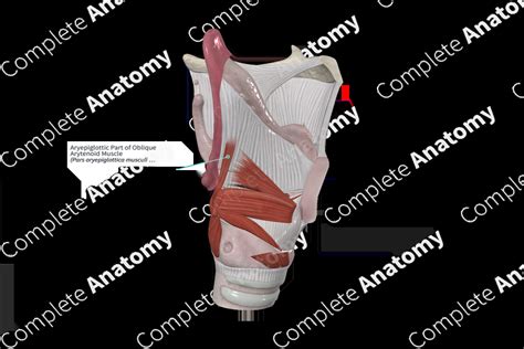 Aryepiglottic Part of Oblique Arytenoid Muscle | Complete Anatomy