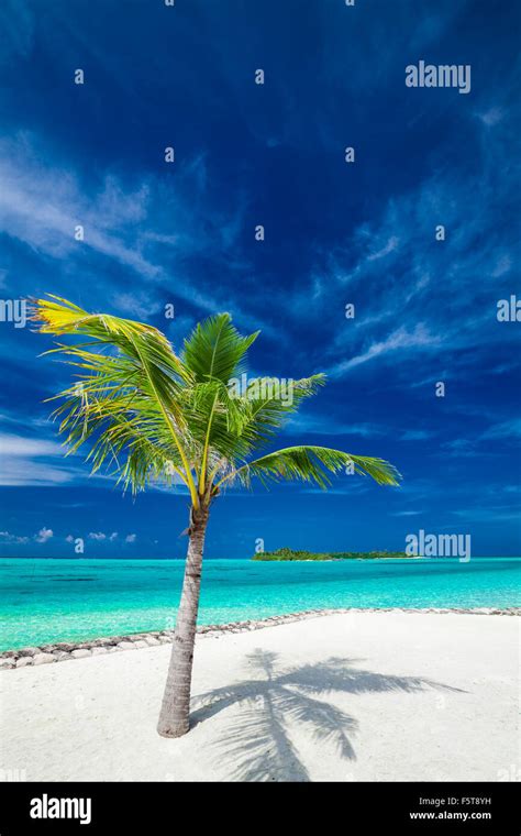 Single Coconut Palm Tree On A Tropical Beach Casting Shadow On Sand