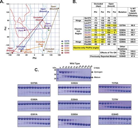 Effects Of Gly Rich C Terminal Loop Alanine Scanning Mutagenesis A