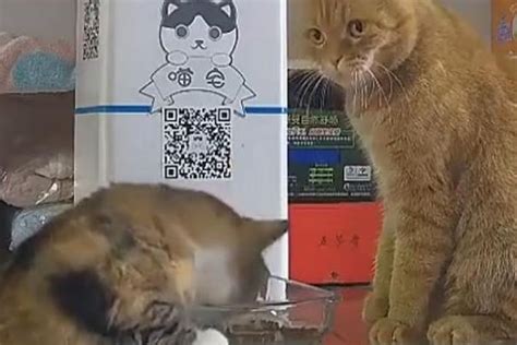 大胖猫：我大橘猫的食物你也敢抢？是不是活腻了啊