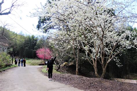 雲林草嶺櫻花季129登場 例假日人車管制設點接駁 蕃新聞