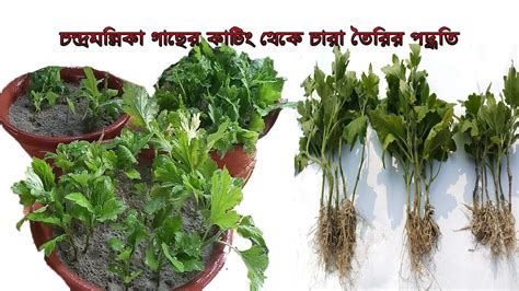 চন্দ্রমল্লিকার কাটিং থেকে চারা তৈরীর পদ্ধতি 2019 Youtube