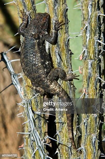 Chihuahuan Desert Animals Photos and Premium High Res Pictures - Getty ...