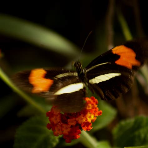 Heliconius Erato Phyllis From Guarapari Es Brasil On January