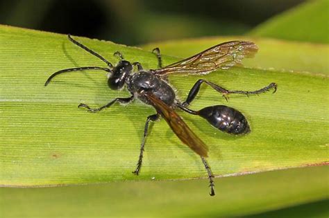 Sphecid Wasp Prionyx Isodontia Mexicana BugGuide Net