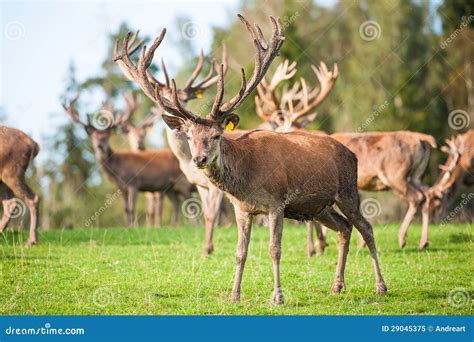 Herd Of Deer In Field Stock Image Image Of Landscape 29045375