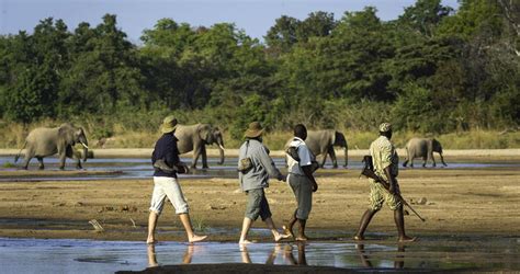 South Luangwa National Park Zambia Safaris