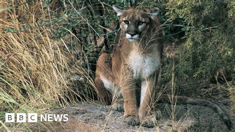 Hiker Probably Killed In Oregons First Fatal Cougar Attack