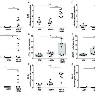 Sfb Mediated Protective Effect In The Acute Phase Of Mnv Infection