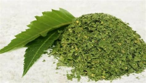 Neem Dried Leaf Powder 100 Pure Natural A Grade Premium Quality Shipment Free Ebay