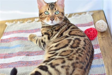 Looking for a Bengal Cat for Sale? – Find Bengal Breeders