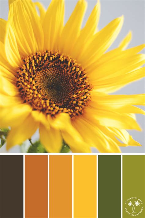 Sunflower Yellow Paint Color - SUNFLOWER