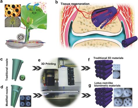 3d Printing Of Lotus Root‐like Biomimetic Materials For Cell Delivery