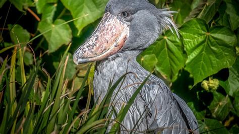 Shoebill Stork Experience In Uganda Safari Vacations Travel Services