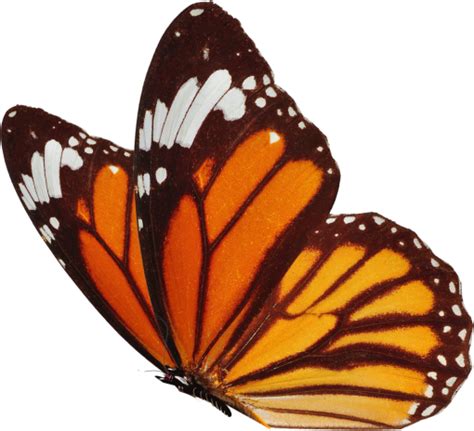 🥇 Image Of Insect Nature Png Butterfly Overlay Animal Butterfly 【free