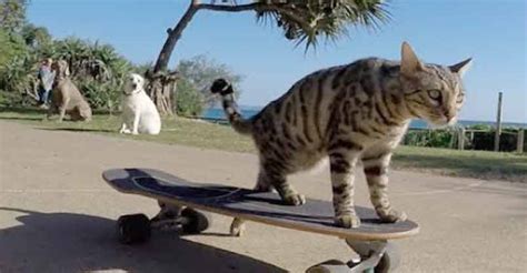 Watch a Cat Push a Skateboard All on His Own - We Love Cats and Kittens