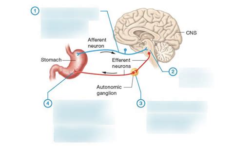 Sympathetic Nervous System Diagram Quizlet