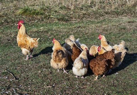 Cervello Da Gallina A Chi LifeGate