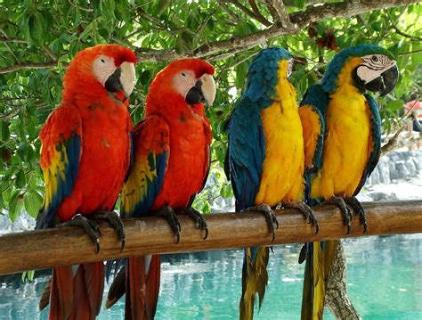 Tropical Parrot Wallpaper Wallpapersafari