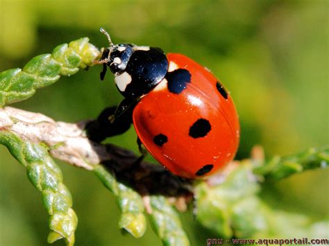 Coccinelle définition illustrée avec explications AquaPortail