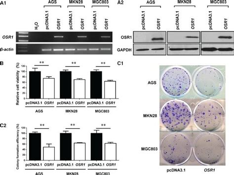 Overexpression Of Osr1 Inhibits Cell Growth A1 Overexpression Of