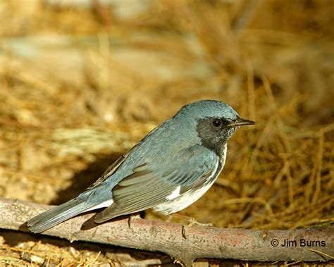 Black-throated Blue Warbler