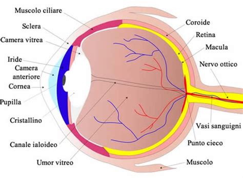 Sclera