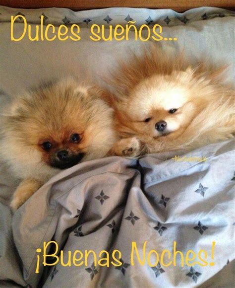 26 Imágenes De Buenas Noches Con Perritos Tiernos Imágenes de buenas