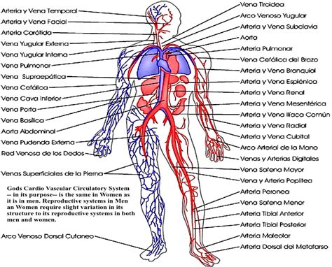 Que Son Las Venas Y Las Arterias Nepora