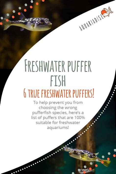 Freshwater puffer fish | 6 true freshwater puffers! - Aquariadise