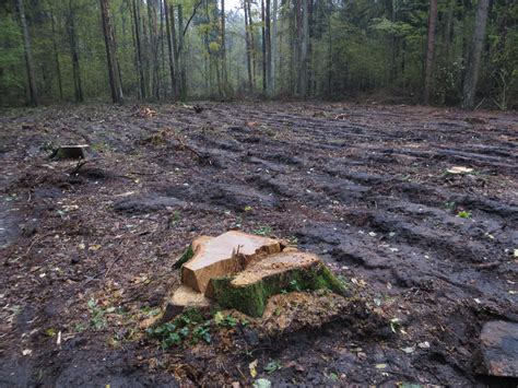 Wycinka Puszczy Białowieskiej decydująca faza dewastacji WWF Polska