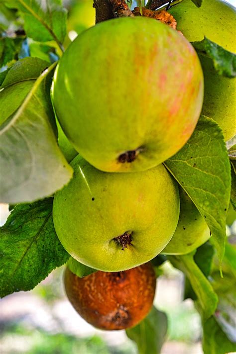 Manzanas Fruta Manzana Foto Gratis En Pixabay Pixabay