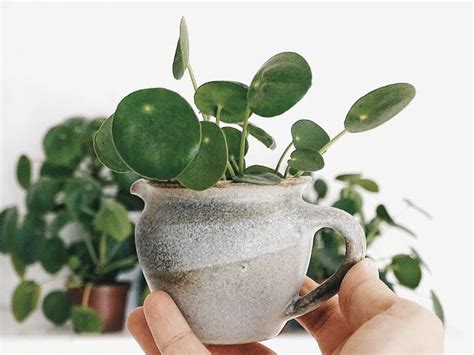 Auf Der Mammilade N Seite Des Lebens Personal Lifestyle Blog Pilea