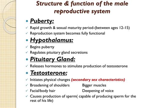 Ppt The Male Reproductive System Powerpoint Presentation Free