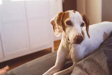 Chien courant d Istrie à poil ras tout savoir sur ce chien