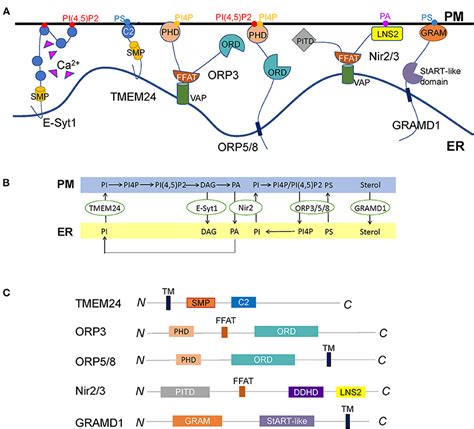 Frontiers Endoplasmic ReticulumPlasma Membrane Contact Sites