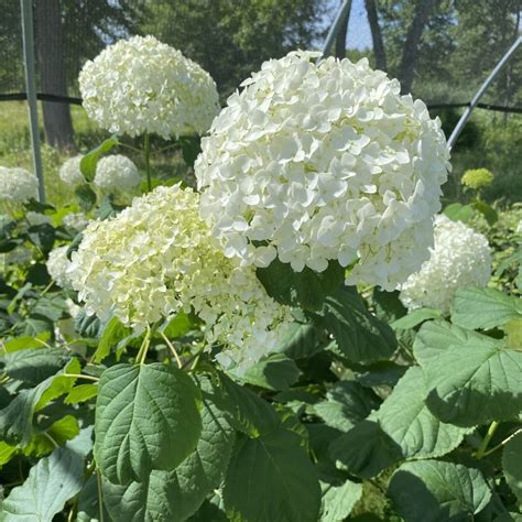 Hydrangea Arborescens Annabelle Smooth Hydrangea Unity Church