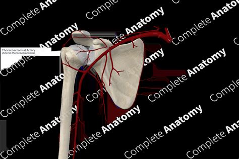 Thoracoacromial Artery | Complete Anatomy