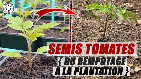 Semis de tomates suivi du rempotage à la plantation YouTube