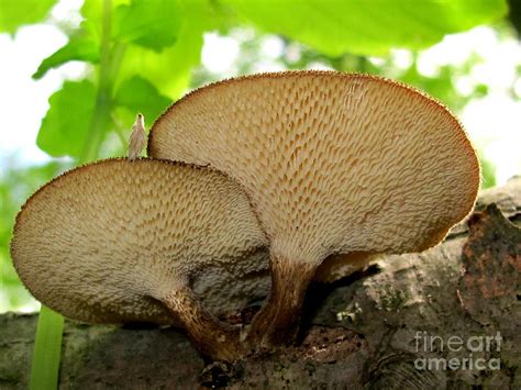 Spring Polypore Photograph By Timothy Myles Fine Art America