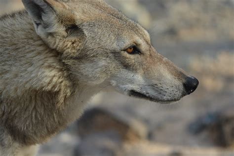 Stop Killing Wolves Wilkpreriowy Arabian Wolf Canis Lupus Arabs By