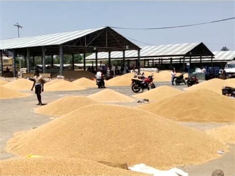 Thousand Sacks Of Wheat Coming In Maximum Wheat Sold At Rs