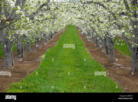 Apple Orchard In Bloom