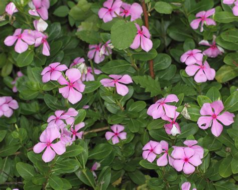 Catharanthus Gdon Plants Of The World Online Kew Science