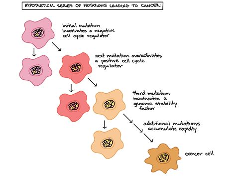 Biology The Cell Cell Reproduction Cancer And The Cell Cycle OER