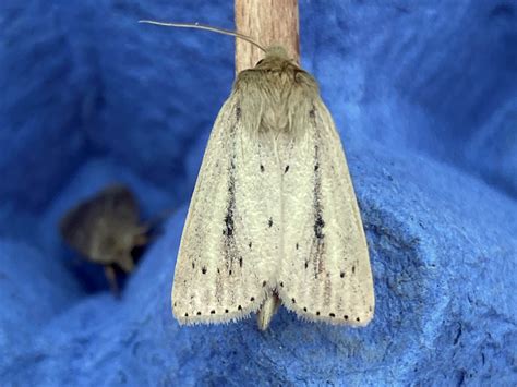 Wiltshire Moth Trap Opening At Great Chalfield Manor Melksham