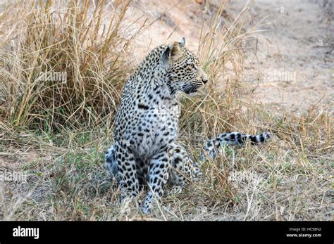 Young African Leopard Cub Panthera Pardus Playing At Hunting In South