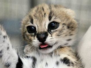 Adelaide Zoo's 3 Little Serval Kittens - ZooBorns