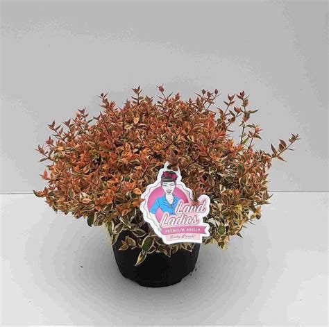 Abelia X Grandiflora Lady Peach — Plant Wholesale Floraccess