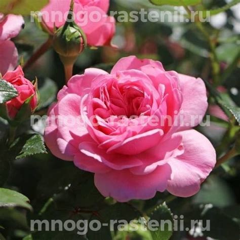 Саженцы Роза Ева (Rosa Eva) купить по цене 2450 руб. в Москве с ...